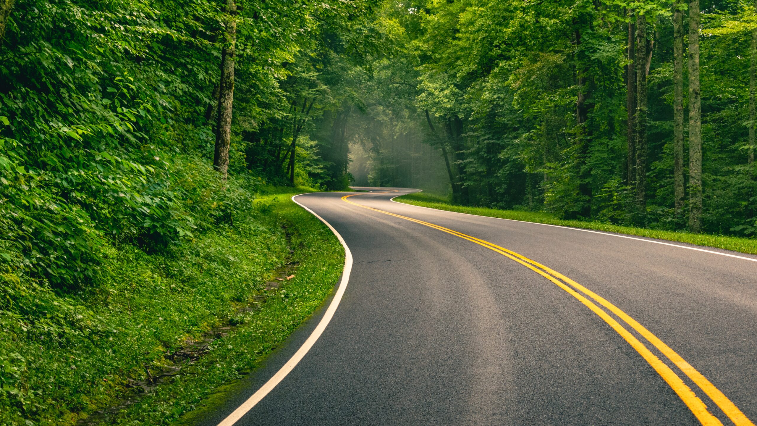 A winding tree lined road